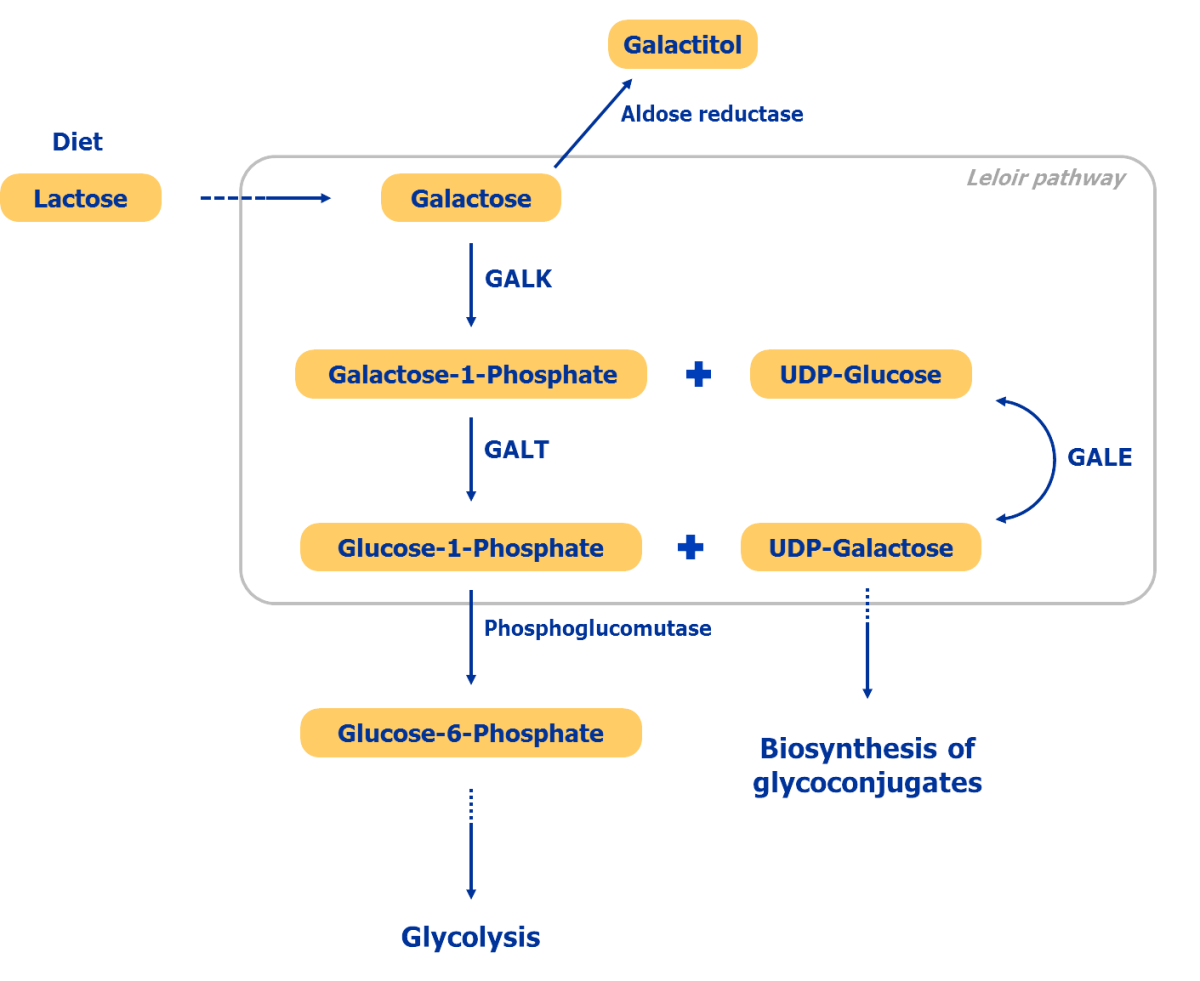 metabolism